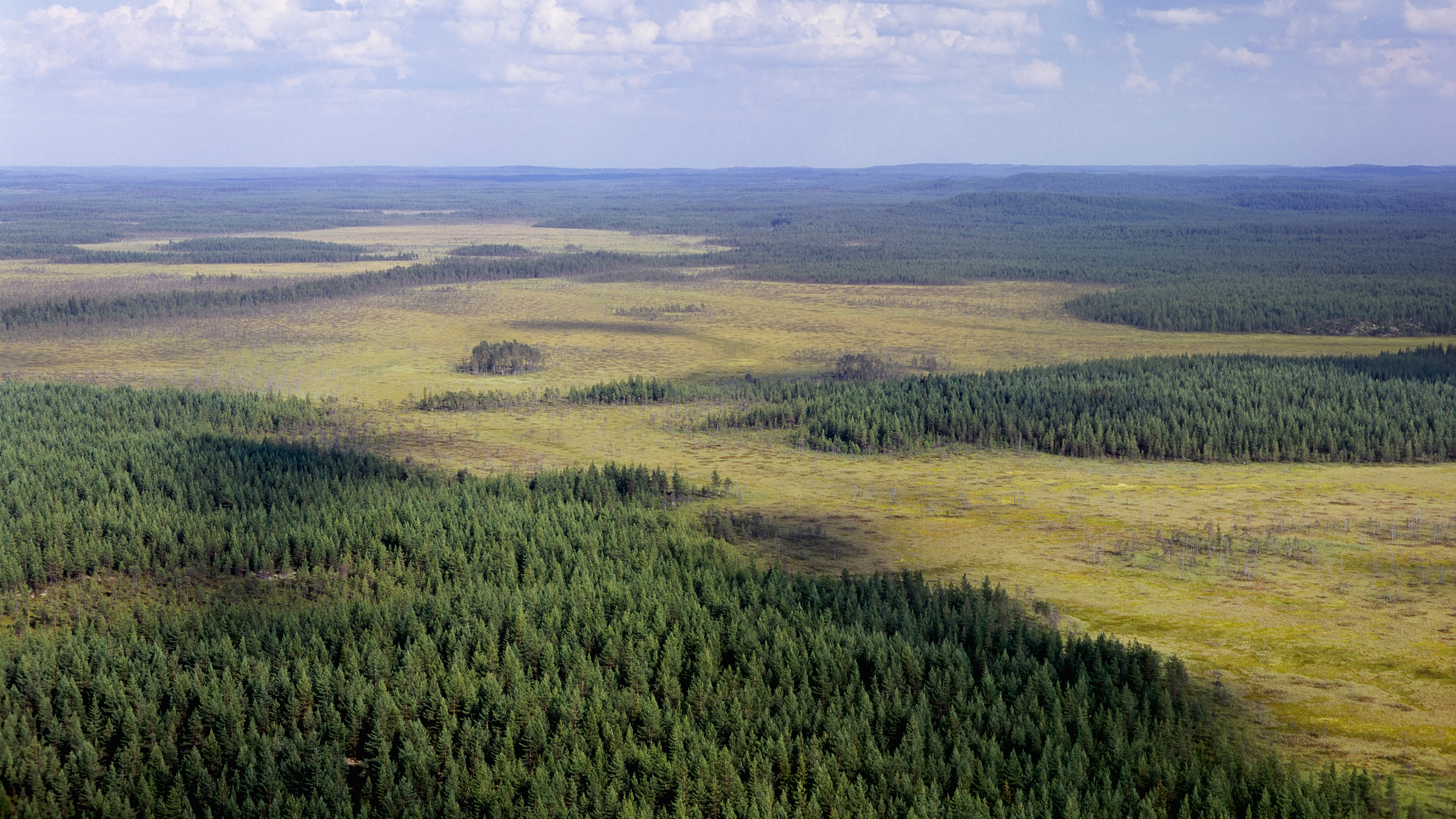 Patvinsuo mire and forest landscape.